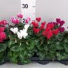 Cyclamen persicum kleinbloemig garden