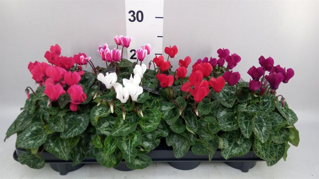 Cyclamen persicum kleinbloemig garden