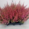 Erica gracilis Beauty Queen Margarethe
