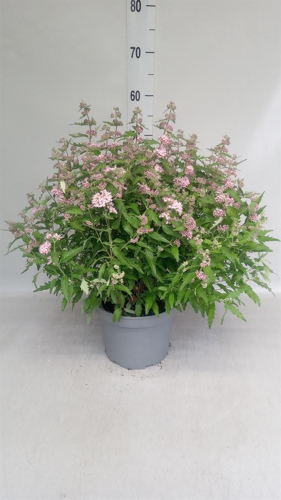 Caryopteris overig