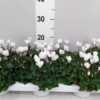 Cyclamen persicum kleinbloemig Midori Synchro