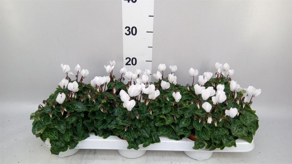 Cyclamen persicum kleinbloemig Midori Synchro