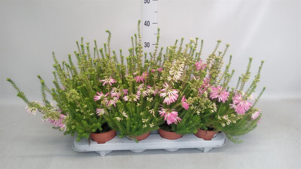 Erica verticillata