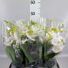 Phalaenopsis overig wit