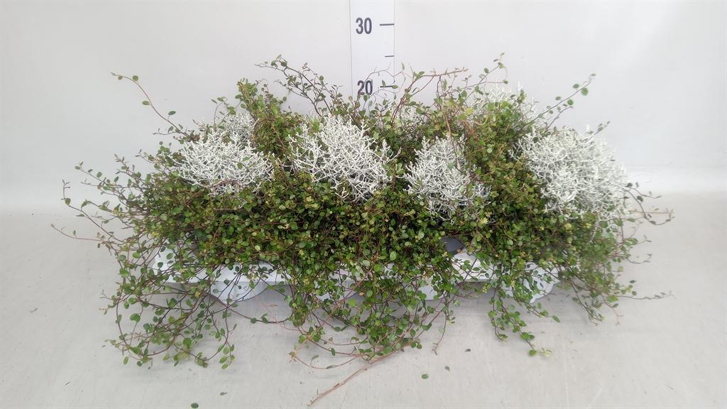 Leucophyta brownii