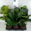 Ficus lyrata 'Bambino'