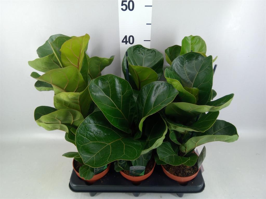 Ficus lyrata 'Bambino'