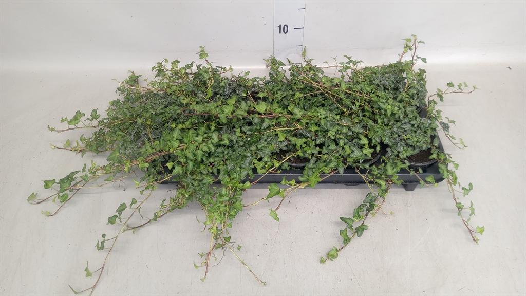 Hedera helix 'Spetchley'