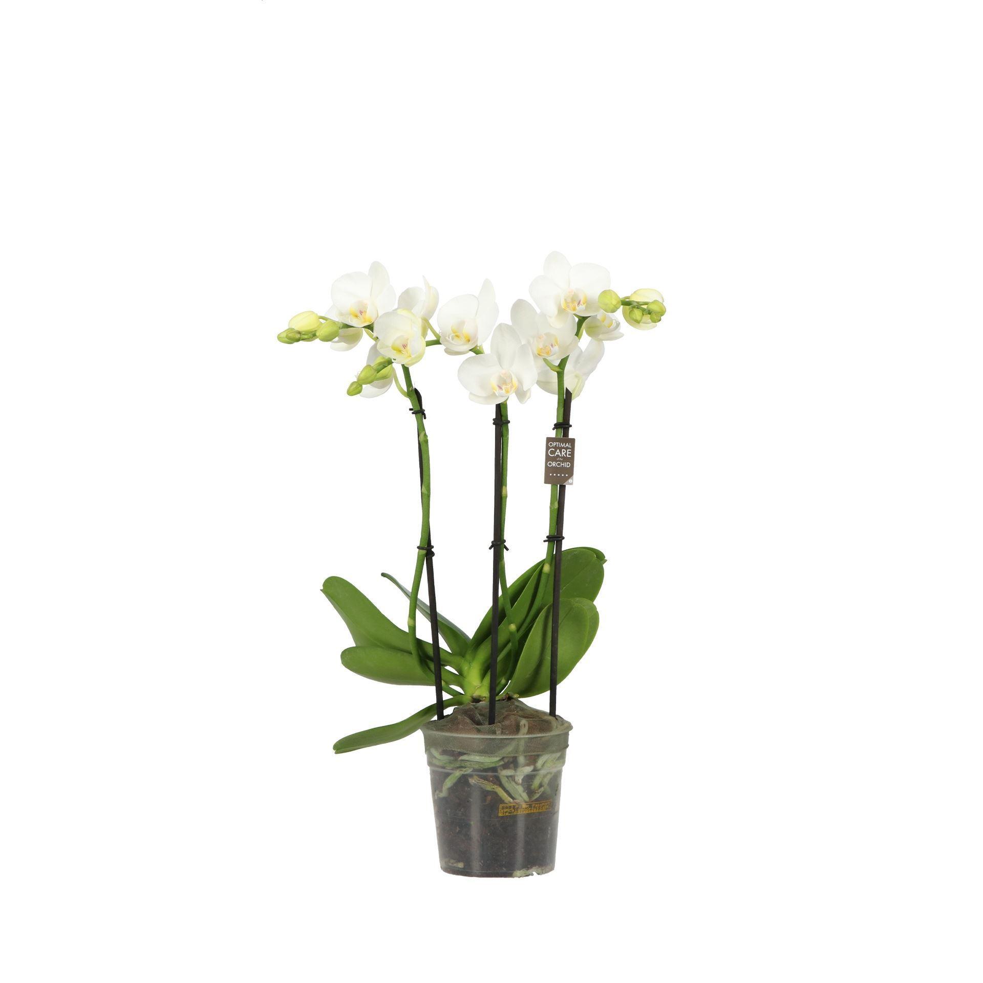 Phalaenopsis Multifloratypes Starrion
