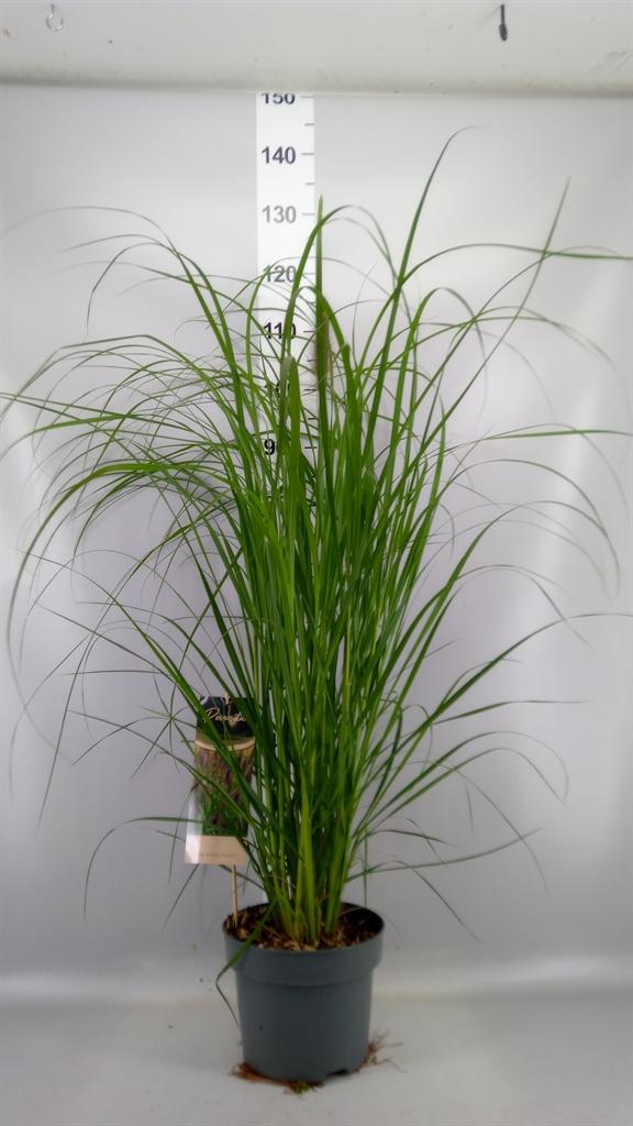 Pennisetum alopecuroides