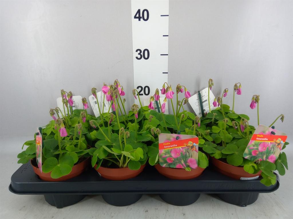 Oxalis bowiei 'Amarantha'