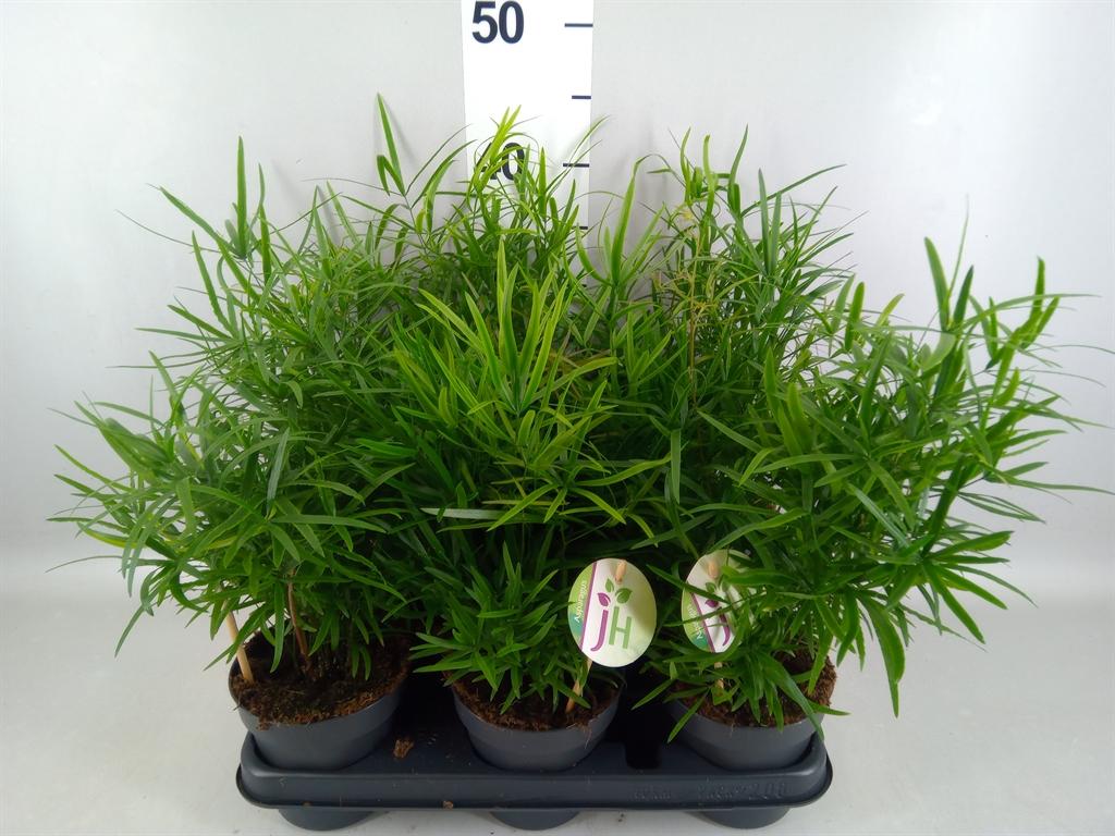 Asparagus falcatus