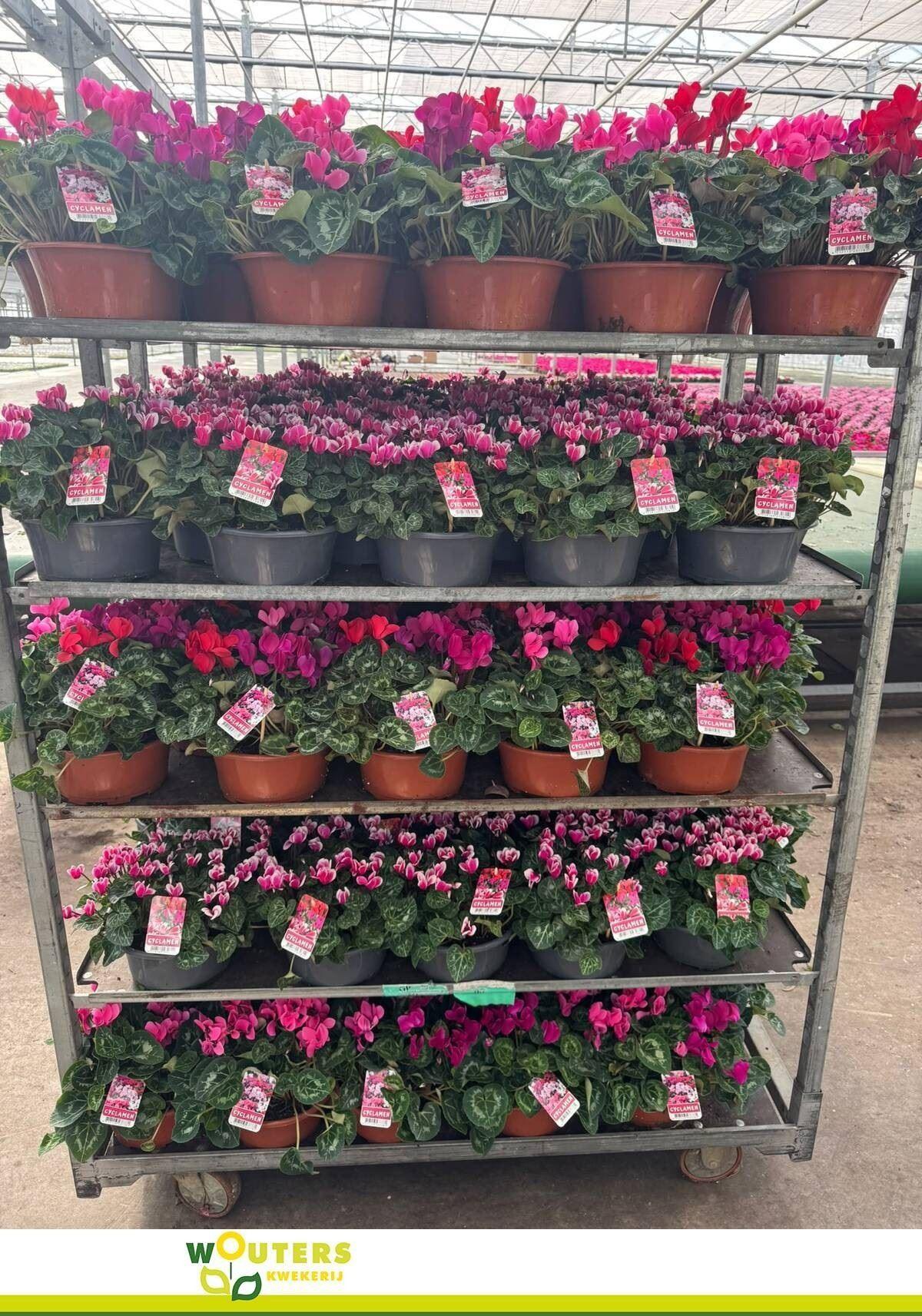 Cyclamen persicum kleinbloemig Super Serie Carino