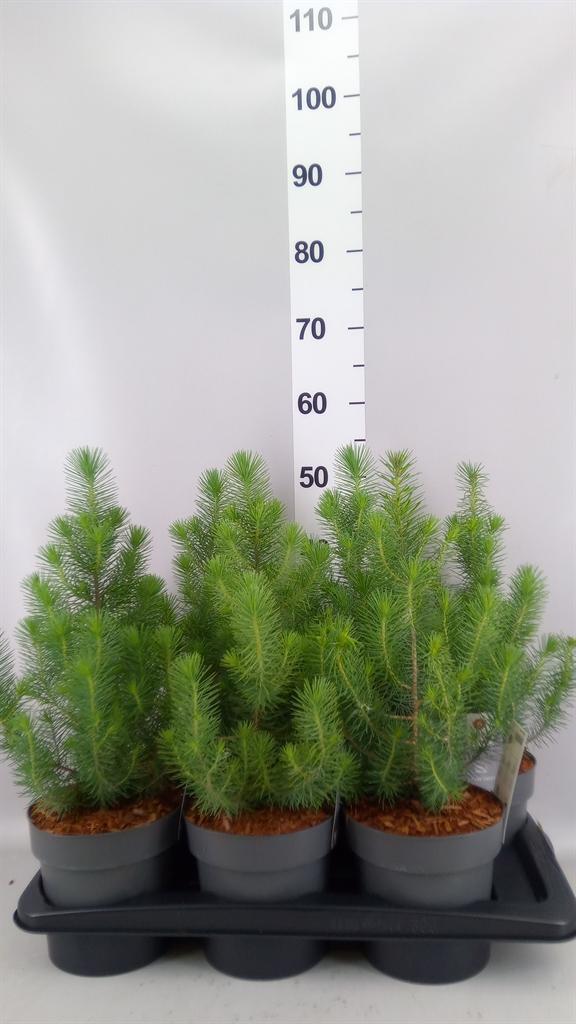 Pinus pinea 'Silver Crest'