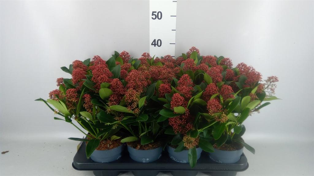 Skimmia japonica 'Rubella'
