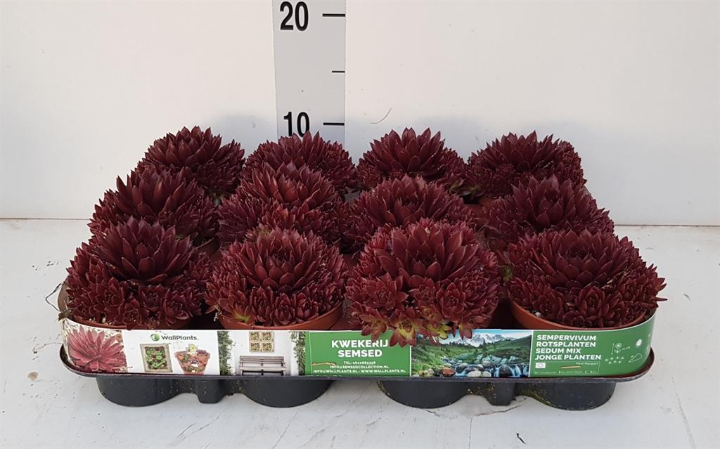 Sempervivum overig