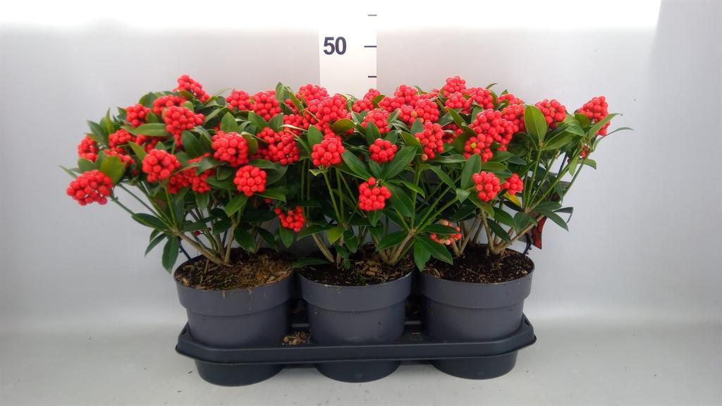 Skimmia japonica Cleopatra