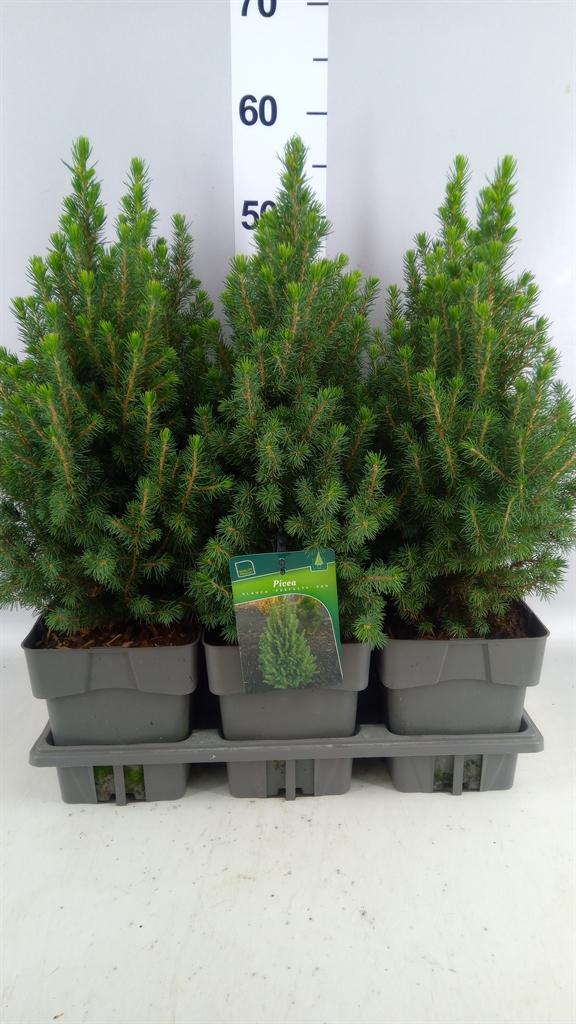 Picea glauca Perfecta