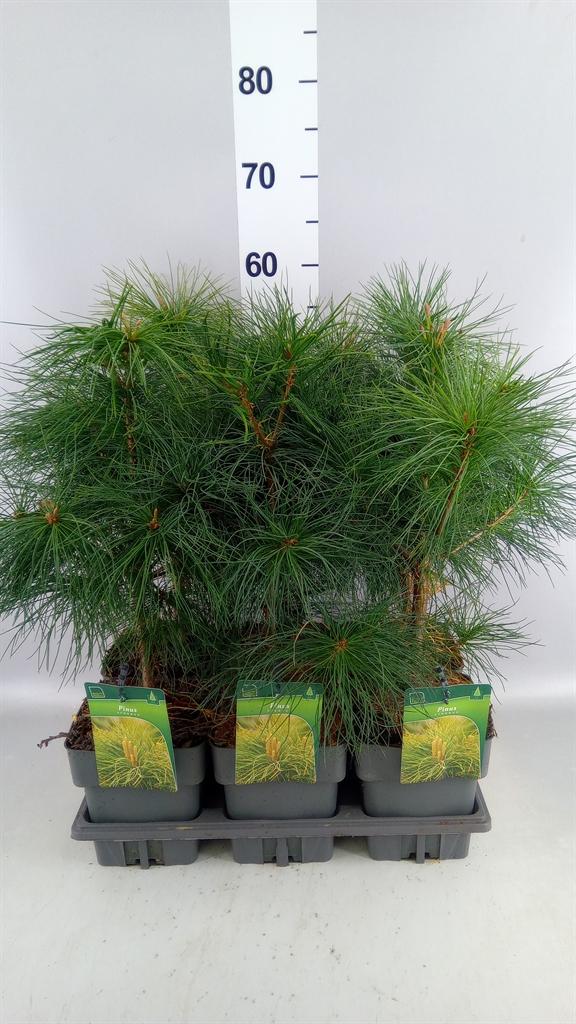 Pinus strobus