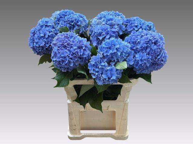 Hydrangea macrophylla Royal Pride