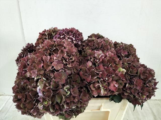 Hydrangea macrophylla Magical Pink Ruby (classic)