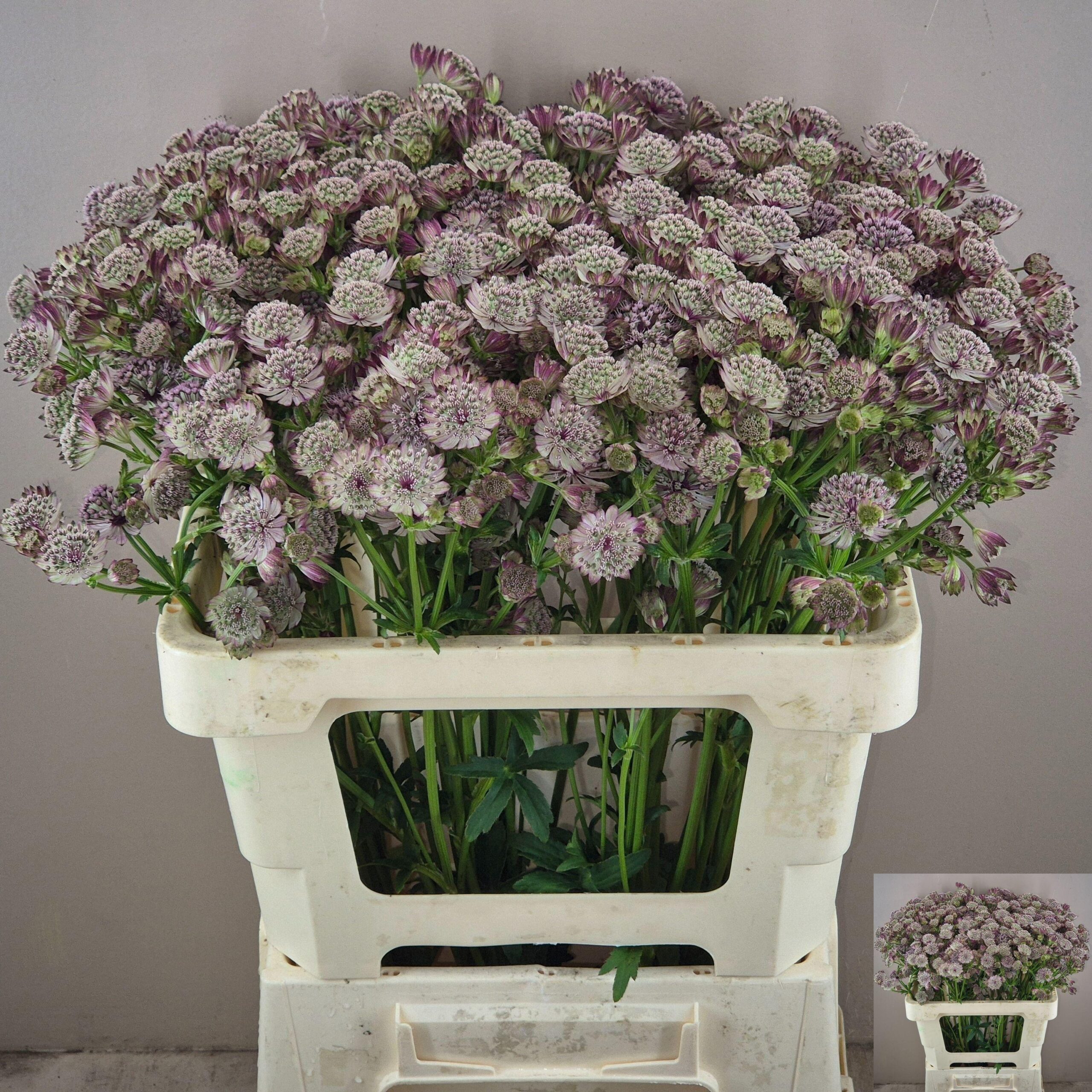 Astrantia major Magical Diamonds Pink