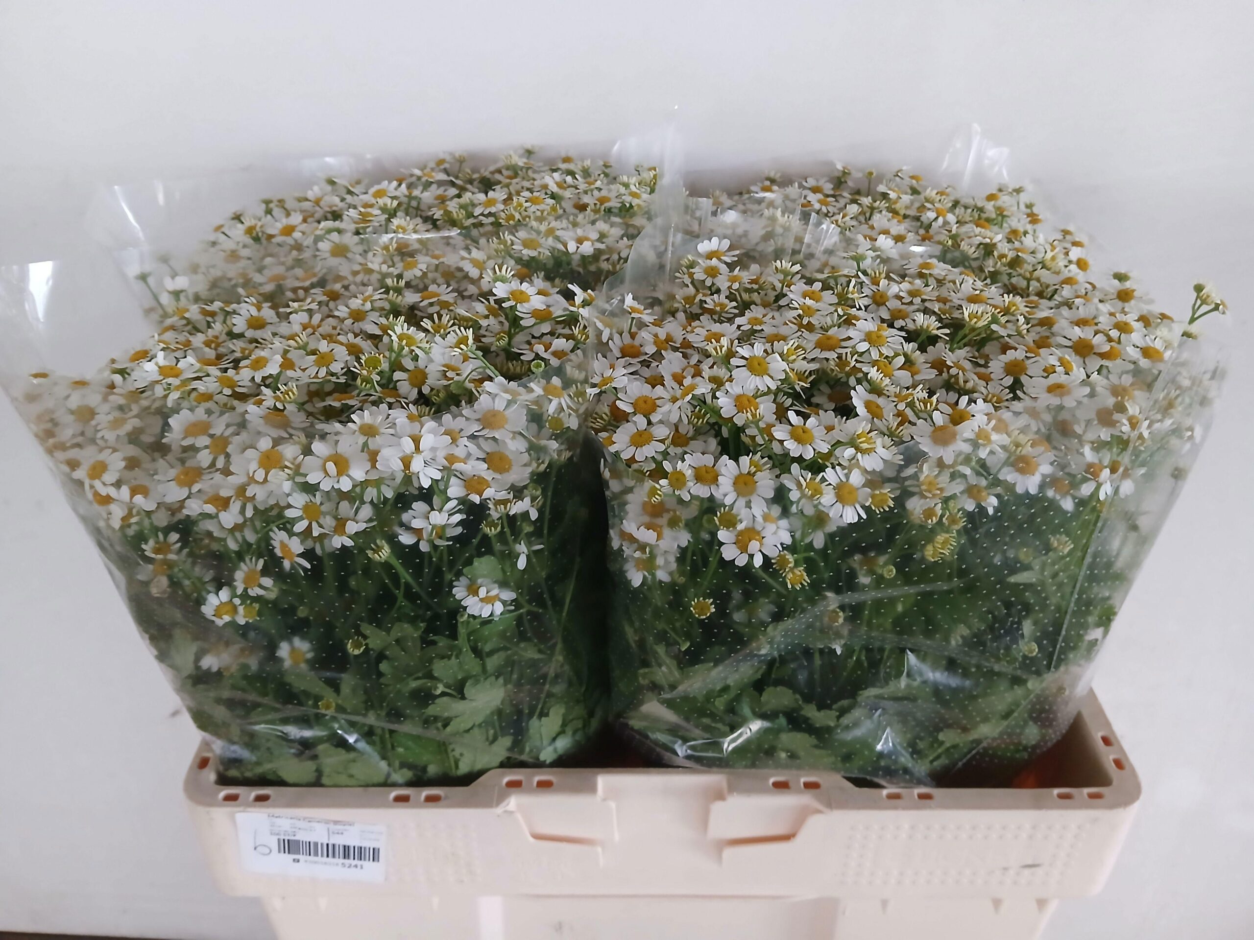 Tanacetum parthenium Cameron