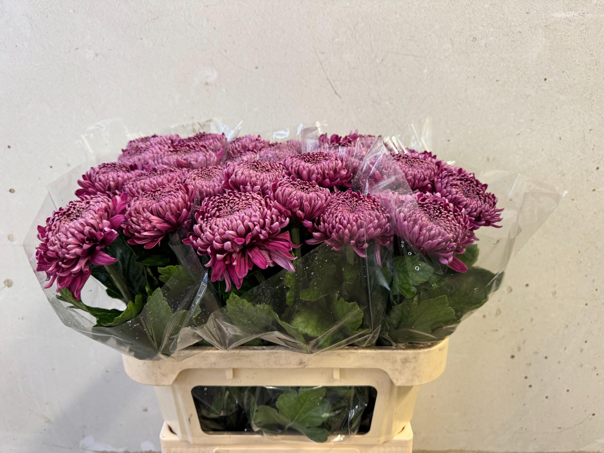 Chrysanthemum (Indicum Grp) geplozen 'Regalmist Purper'
