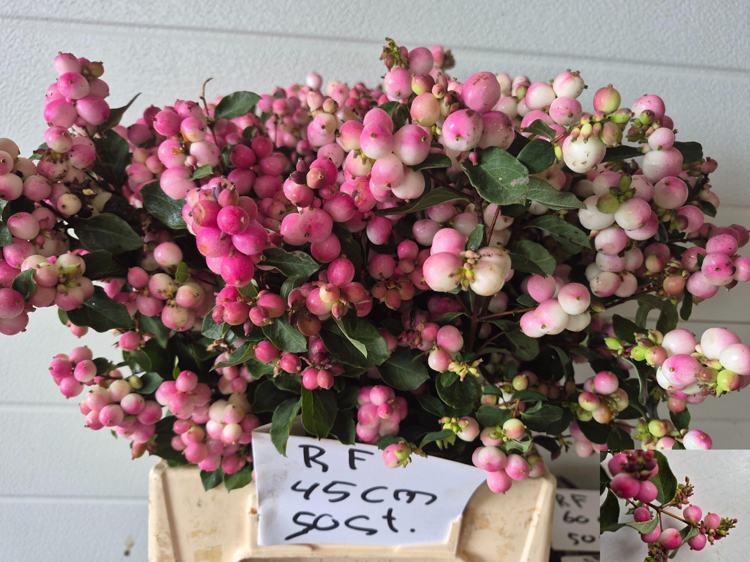 Symphoricarpos (Pink Berry Grp) Magical Ruby Falls