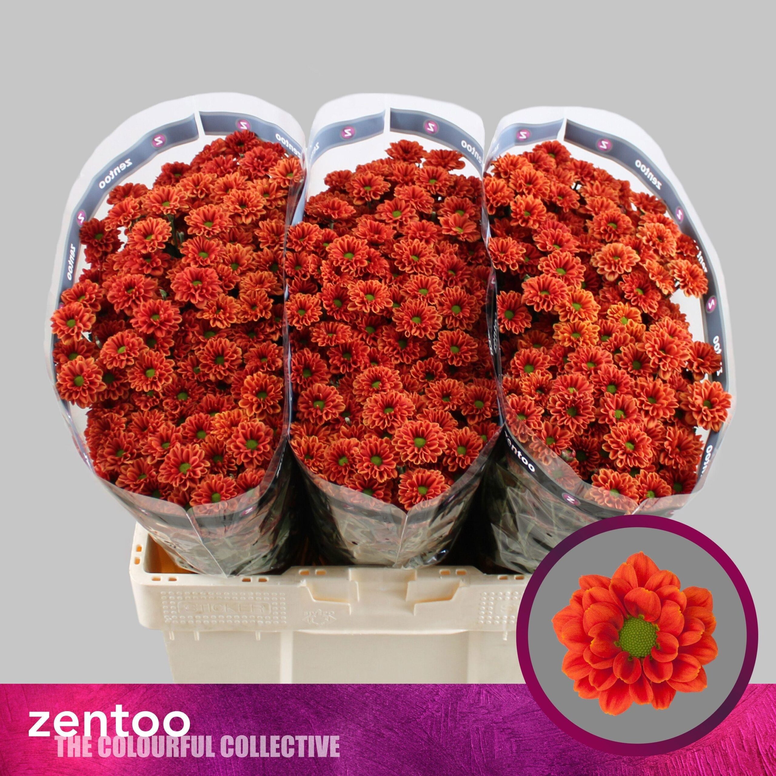 Chrysanthemum (Indicum Grp) tros santini Melissa