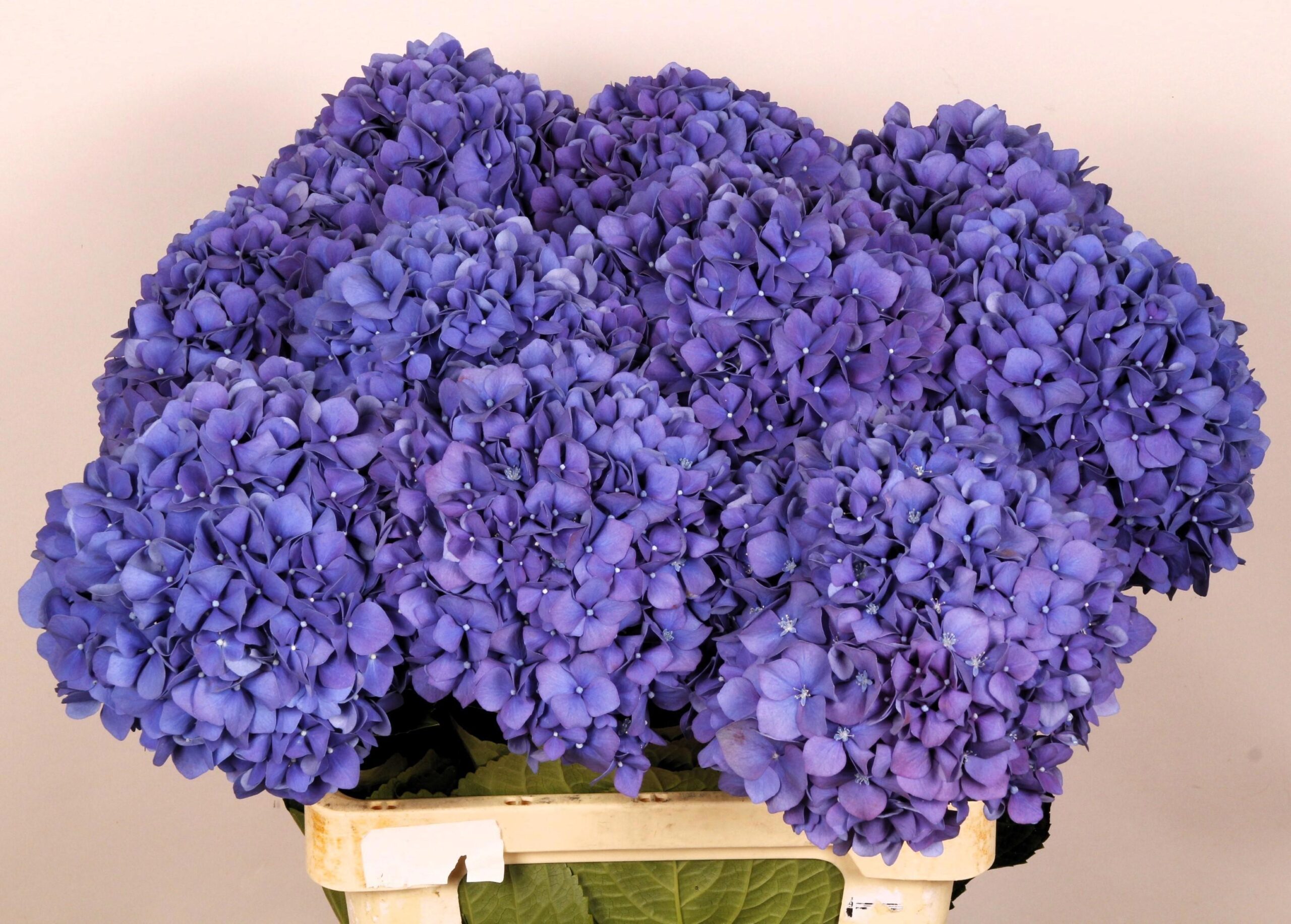 Hydrangea macrophylla 'Pimpernel'
