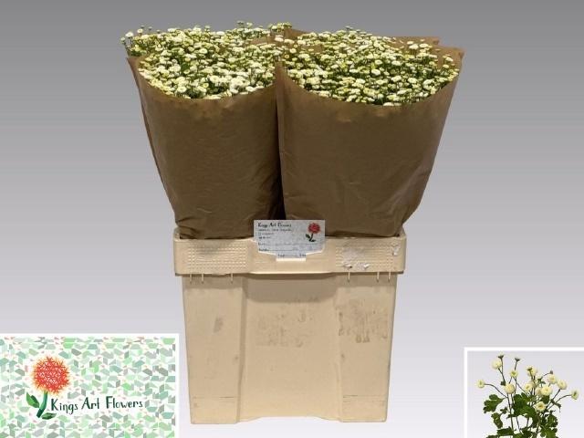Tanacetum parthenium 'Rio'