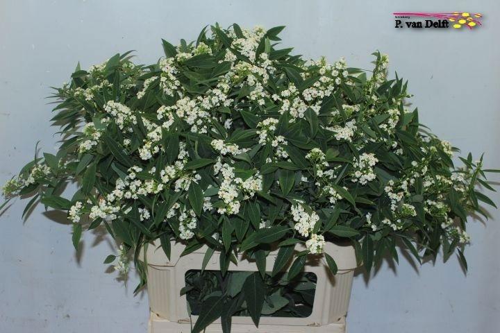Euphorbia fulgens vertakt 'Quicksilver'