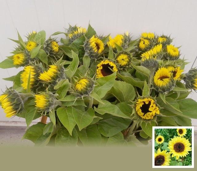 Helianthus annuus 'Sunrich Limoncello'