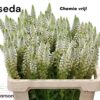 Snijbloemen overig