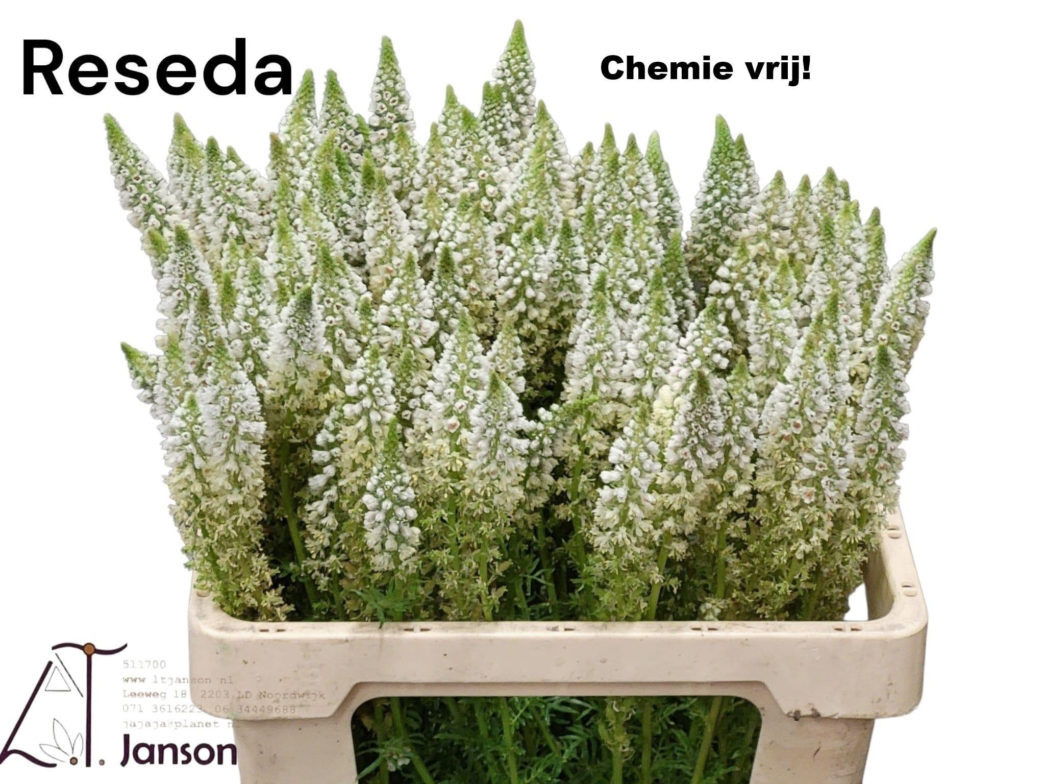 Snijbloemen overig