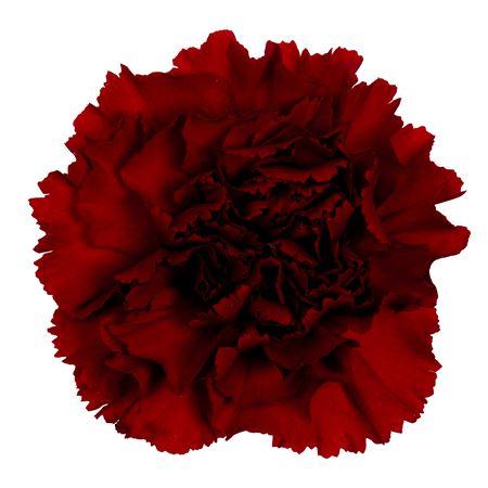 Dianthus standaard 'Toldo'