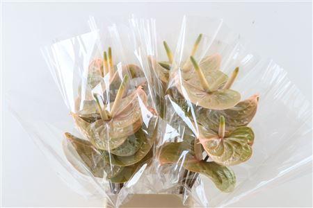 Anthurium (Andreanum Grp) 'Prestige'
