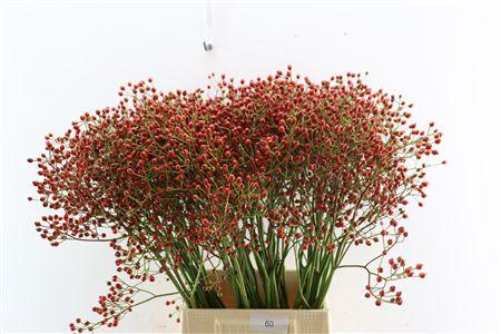 Rosa overig