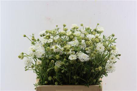 Snijbloemen overig