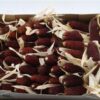 Siervruchten per tak Zea Mays 'Strawberry Corn'
