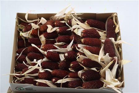 Siervruchten per tak Zea Mays 'Strawberry Corn'