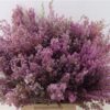 Erica bicolor