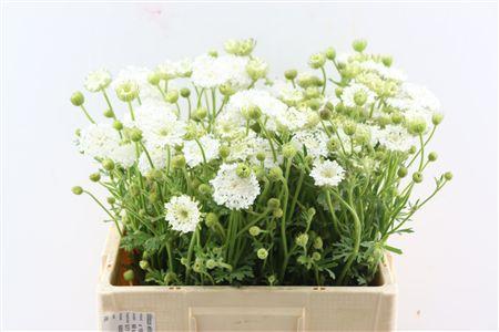 Snijbloemen overig