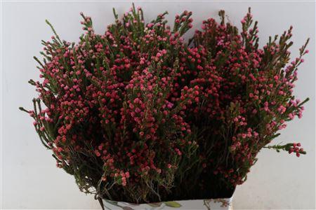 Erica overig per bos