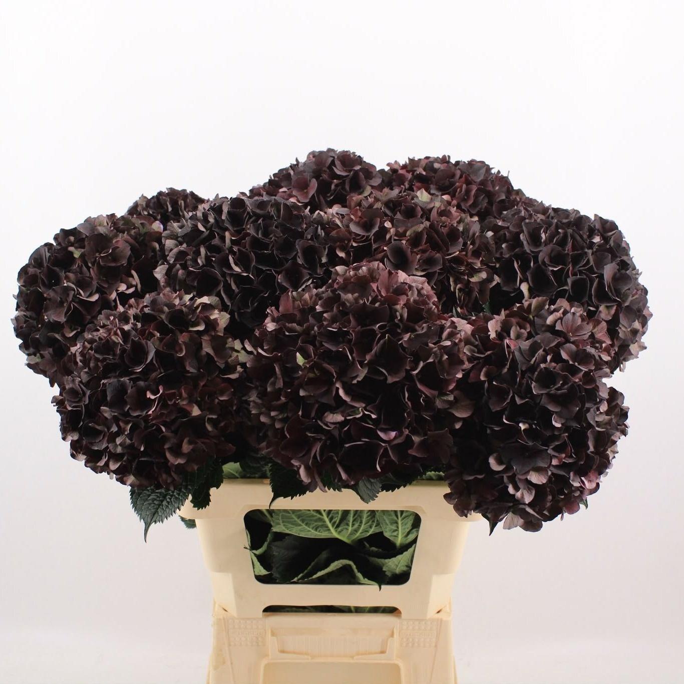 Hydrangea macrophylla Magical Dark Ruby (classic)