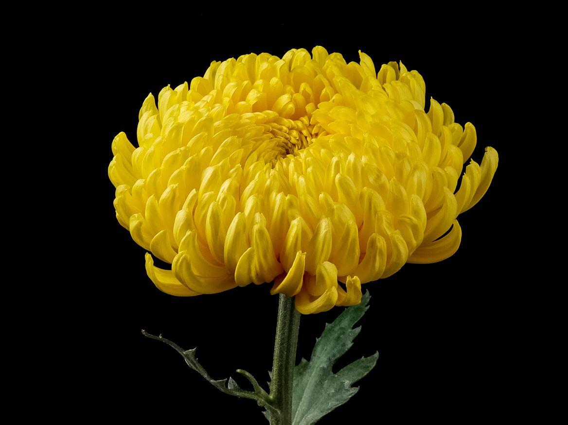 Chrysanthemum (Indicum Grp) geplozen Astroid