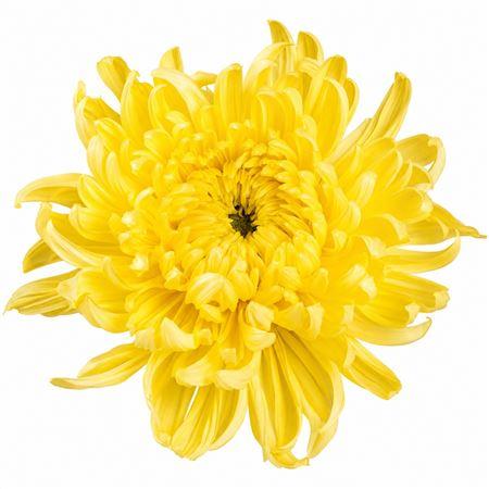 Snijbloemen overig