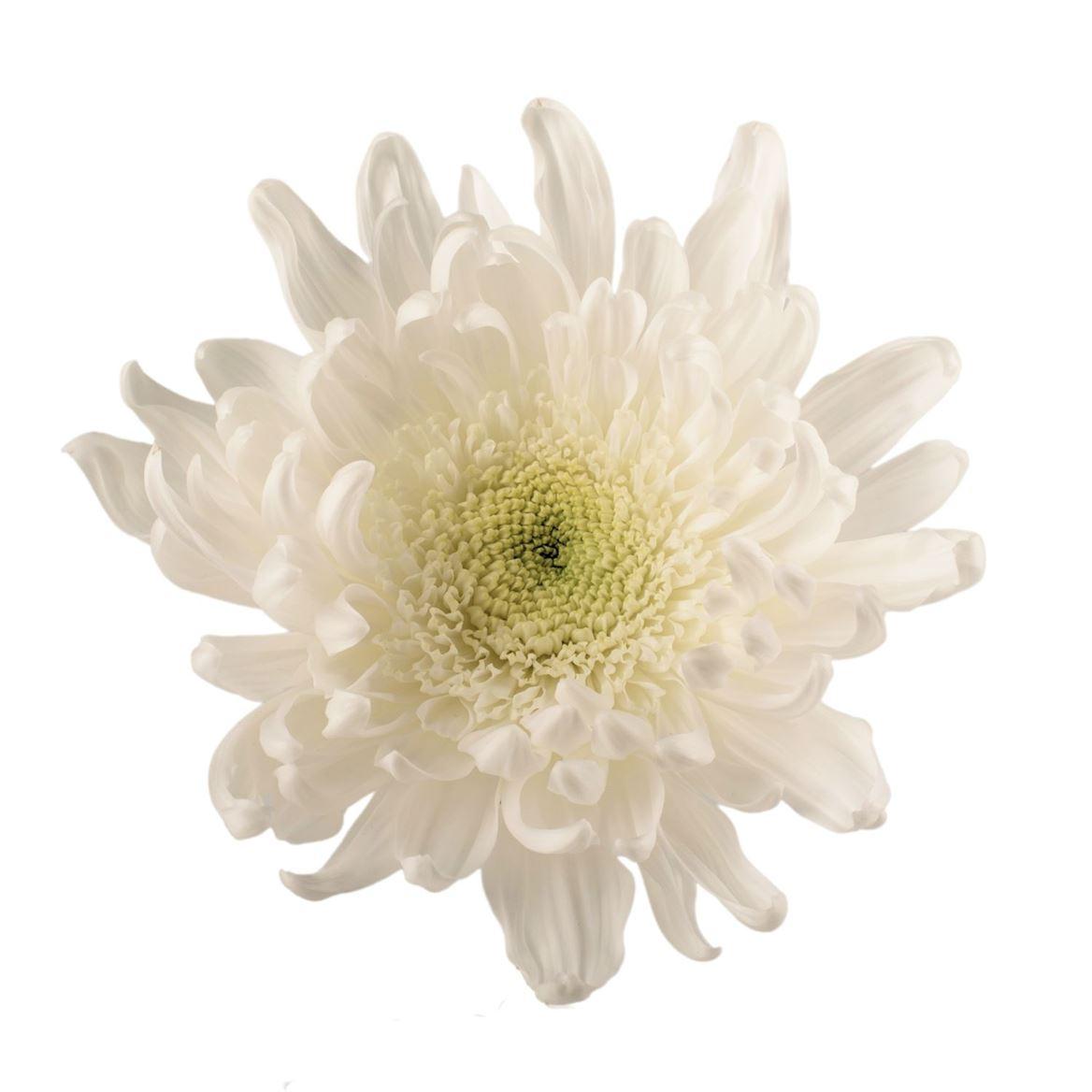 Chrysanthemum overig per bos