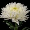 Chrysanthemum (Indicum Grp) geplozen Magnum